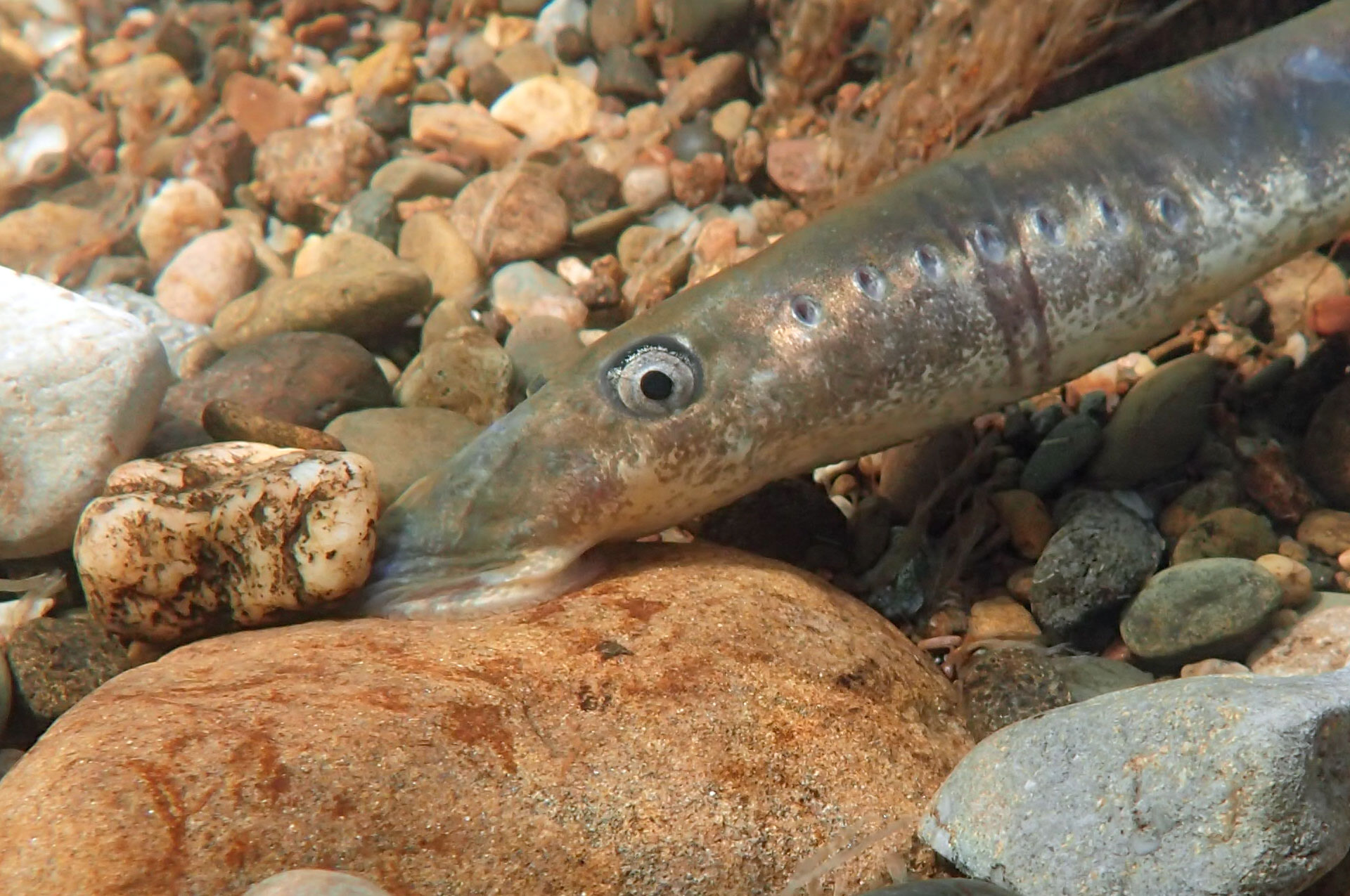 Lampetra fluviatilis (Linnaeus, 1758)